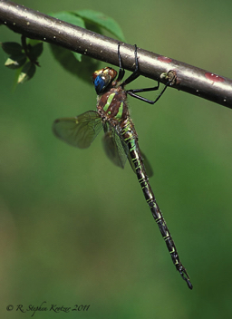 Epiaeschna heros, male